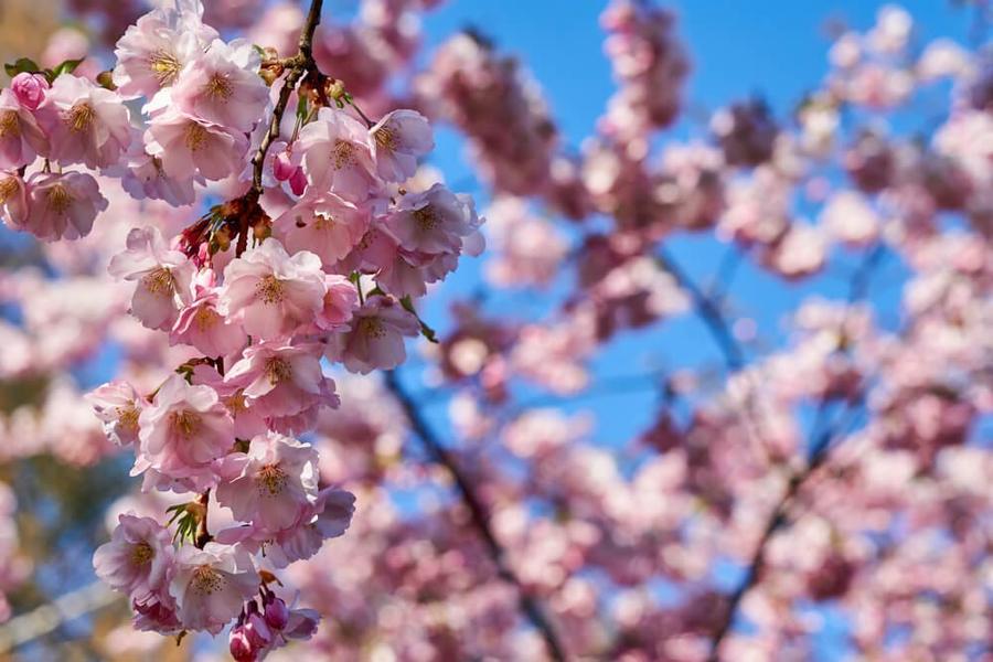 2、満開の桜と青空.jpg